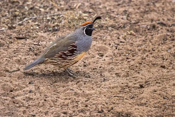 Framed Print : Gambel's quail, Bosque del Apache National Wildlife Refuge, New Mexico Framed Print : Gambel's quail, Bosque del Apache National Wildlife Refuge, New Mexico