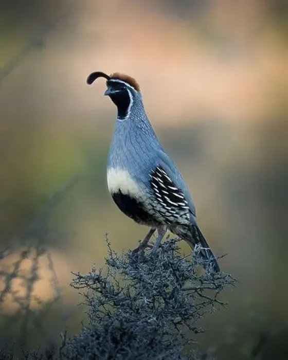 Framed Print : Gambel's Quail (Callipepla gambelii). Cottonwood, AZ, USA Framed Print : Gambel's Quail (Callipepla gambelii). Cottonwood, AZ, USA