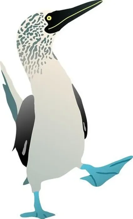 Framed Print : Gannet bird with a blue foot. Flat vector booby solan illustration figure isolated Framed Print : Gannet bird with a blue foot. Flat vector booby solan illustration figure isolated