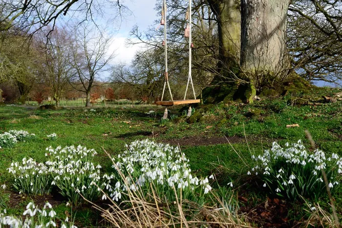 Framed Print : garden park parkland swing play spring flower flowers flowering snowdrops snowdrop galanthus clump growth empty nobody Framed Print : garden park parkland swing play spring flower flowers flowering snowdrops snowdrop galanthus clump growth empty nobody