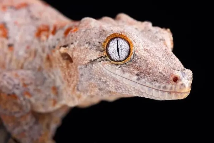 Framed Print : The Gargoyle gecko (Rhacodactylus auriculatus) is a medium sized, endangered, gecko species endemic to New Caledonia Framed Print : The Gargoyle gecko (Rhacodactylus auriculatus) is a medium sized, endangered, gecko species endemic to New Caledonia