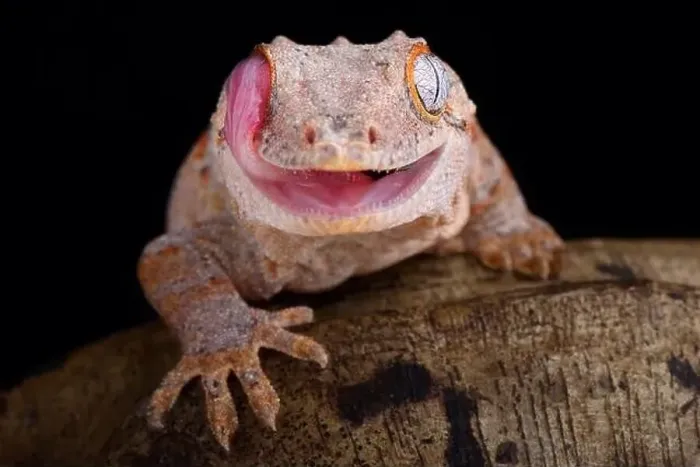 Framed Print : The Gargoyle gecko (Rhacodactylus auriculatus) is a medium sized, endangered, gecko species endemic to New Caledonia Framed Print : The Gargoyle gecko (Rhacodactylus auriculatus) is a medium sized, endangered, gecko species endemic to New Caledonia