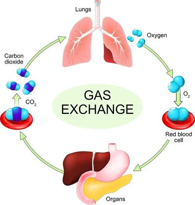 Framed Print : Gas exchange process from oxygen intake in blood flow to carbon dioxide expulsion by lungs Framed Print : Gas exchange process from oxygen intake in blood flow to carbon dioxide expulsion by lungs
