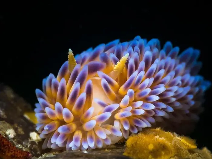 Framed Print : Gas flame nudibranch (Bonisa nakaza) Framed Print : Gas flame nudibranch (Bonisa nakaza)
