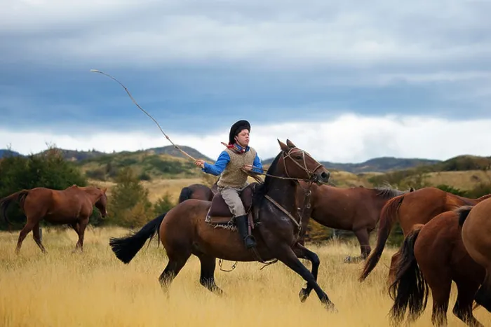 Framed Print : Gaucho on his horse, rounding up wild horses.Patagonia.Chile Framed Print : Gaucho on his horse, rounding up wild horses.Patagonia.Chile