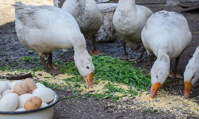 Framed Print : geese and chicken on the farm, eggs in a bowl. selective focus Framed Print : geese and chicken on the farm, eggs in a bowl. selective focus