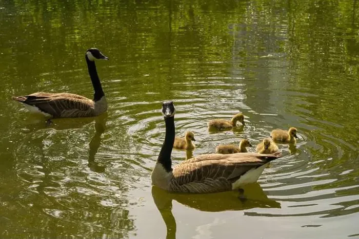 Framed Print : geese with goslings Canada goose swimming on lake Framed Print : geese with goslings Canada goose swimming on lake