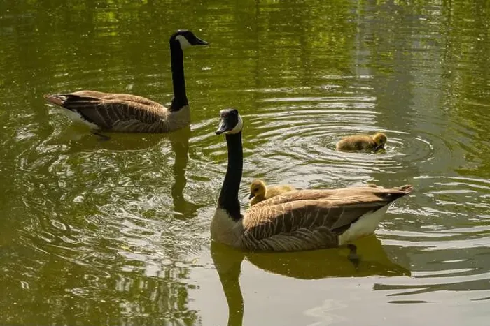 Framed Print : geese with goslings Canada goose swimming on lake Framed Print : geese with goslings Canada goose swimming on lake