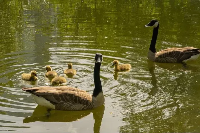 Framed Print : geese with goslings Canada goose swimming on lake Framed Print : geese with goslings Canada goose swimming on lake