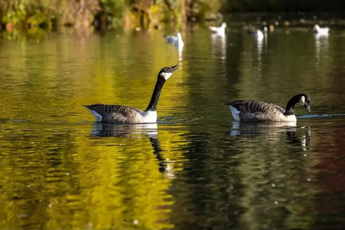 Framed Print : Geese on a lake on a sunny autumn morning, with a shallow depth of field Framed Print : Geese on a lake on a sunny autumn morning, with a shallow depth of field