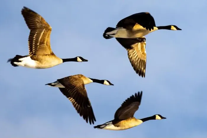 Framed Print : Some geese in the sky one has its wings spread while one is flying with its Framed Print : Some geese in the sky one has its wings spread while one is flying with its