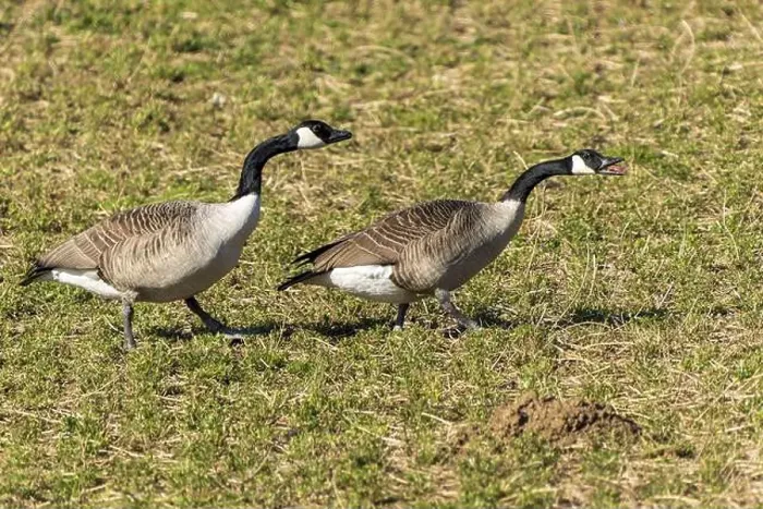 Framed Print : Two geese walking across a grassy meadow, sunny surroundings, Canada goose, (Ardea cinerea), wildlife, Germany, Europe Framed Print : Two geese walking across a grassy meadow, sunny surroundings, Canada goose, (Ardea cinerea), wildlife, Germany, Europe