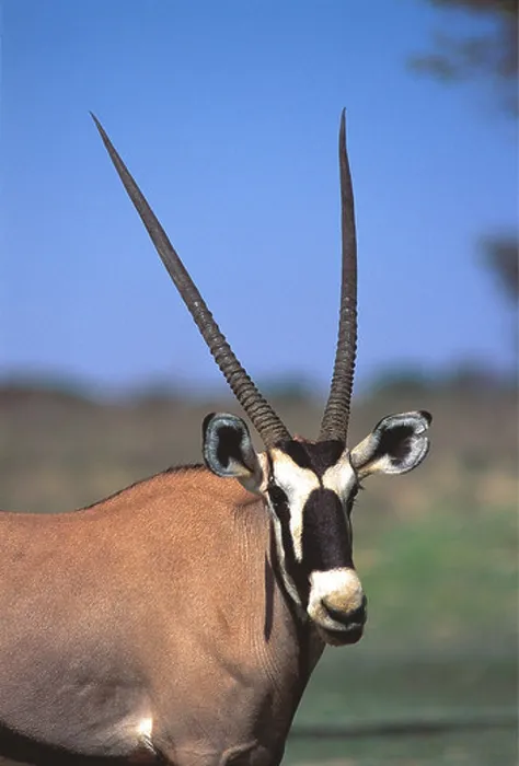 Framed Print : Gemsbok Kalahari Gemsbok National Park South Africa Framed Print : Gemsbok Kalahari Gemsbok National Park South Africa