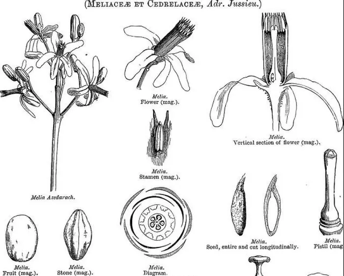 Framed Print : A general system of botany, descriptive and analytical Framed Print : A general system of botany, descriptive and analytical