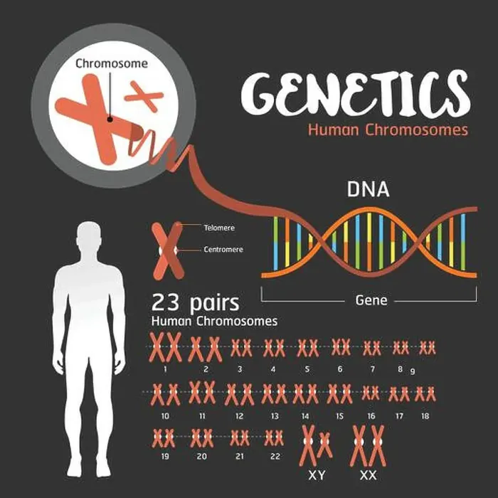 Framed Print : Genetics DNA structure and chromosomes Framed Print : Genetics DNA structure and chromosomes