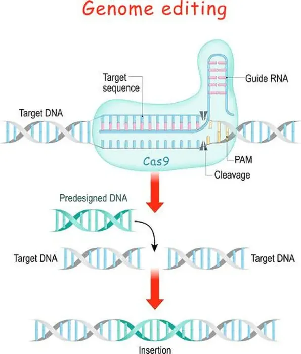 Framed Print : Genome editing. Molecular Surgery with CRISPR and Cas9. explanation of DNA or Gene editing process. The nuclease Cas9 Framed Print : Genome editing. Molecular Surgery with CRISPR and Cas9. explanation of DNA or Gene editing process. The nuclease Cas9