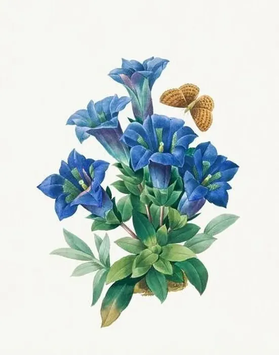 Framed Print : Gentiana Acaulis. Beautiful flower illustration. Antique Botanical art by Pierre Joseph Redouté. Circa 1833 Framed Print : Gentiana Acaulis. Beautiful flower illustration. Antique Botanical art by Pierre Joseph Redouté. Circa 1833