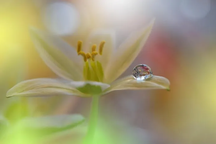 Framed Print : Gentle romantic artistic image. Soft pastel background blur.Reflection of the flower in the dew drop.Shallow depth of field.Modern art.Close up Framed Print : Gentle romantic artistic image. Soft pastel background blur.Reflection of the flower in the dew drop.Shallow depth of field.Modern art.Close up