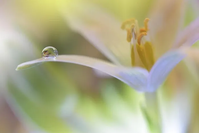 Framed Print : Gentle romantic artistic image. Soft pastel background blur.Reflection of the flower in the dew drop.Shallow depth of field.Modern art.Close up Framed Print : Gentle romantic artistic image. Soft pastel background blur.Reflection of the flower in the dew drop.Shallow depth of field.Modern art.Close up