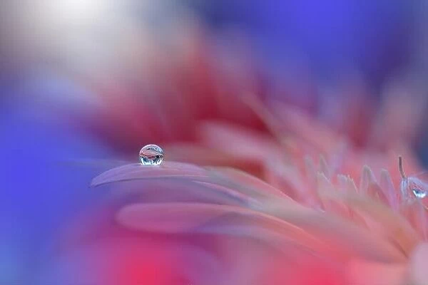 Gentle romantic artistic image. Soft pastel background blur.Reflection of the flower in the dew drop.Shallow depth of field.Modern art.Close up