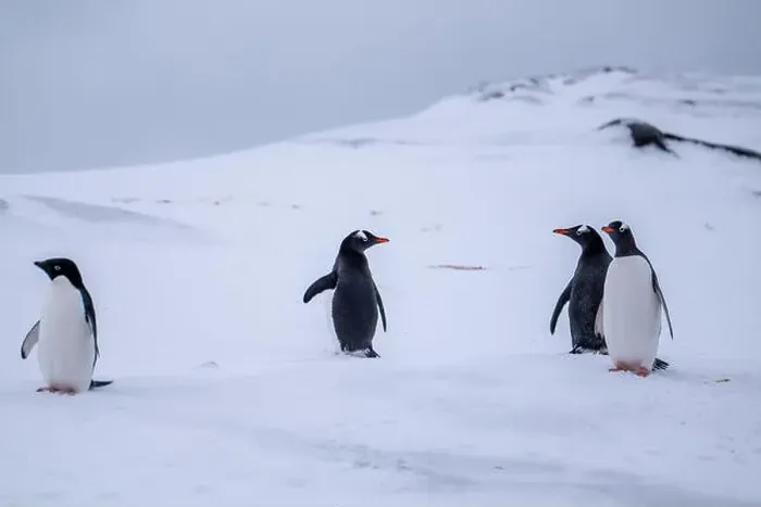 Framed Print : Gentoo and Adelie penguins in Antarctica. Wild nature Framed Print : Gentoo and Adelie penguins in Antarctica. Wild nature