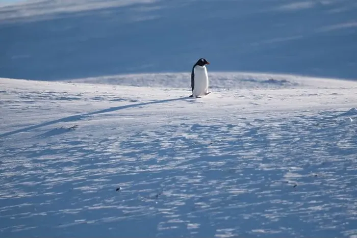 Framed Print : Gentoo penguin in Antarctica. Wild nature. Snow. South Pole Framed Print : Gentoo penguin in Antarctica. Wild nature. Snow. South Pole