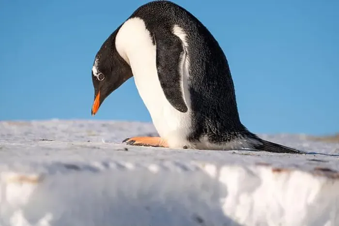Framed Print : Gentoo penguin in Antarctica. Wild nature. Snow. South Pole Framed Print : Gentoo penguin in Antarctica. Wild nature. Snow. South Pole