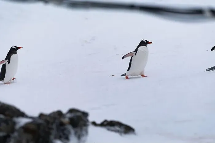 Framed Print : Gentoo penguin in Antarctica. Wild nature. Snow. South Pole Framed Print : Gentoo penguin in Antarctica. Wild nature. Snow. South Pole