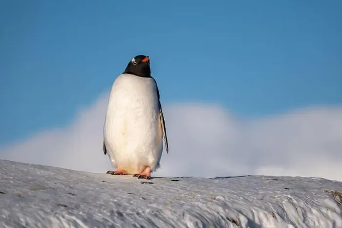 Framed Print : Gentoo penguin in Antarctica. Wild nature. Snow. South Pole Framed Print : Gentoo penguin in Antarctica. Wild nature. Snow. South Pole