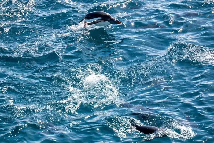 Framed Print : Gentoo penguins (Pygoscelis papua) are hunting in the Southern O Framed Print : Gentoo penguins (Pygoscelis papua) are hunting in the Southern O