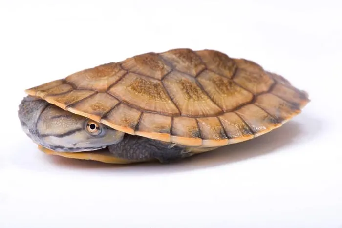 Framed Print : Geoffroy's side-necked turtle, Phrynops geoffroanus Framed Print : Geoffroy's side-necked turtle, Phrynops geoffroanus
