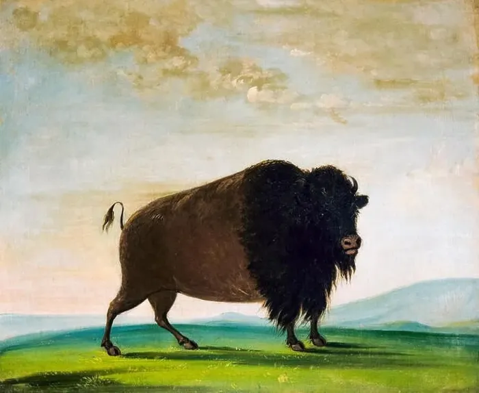 Framed Print : George Catlin, Buffalo Cow Grazing on the Prairie, painting, 1832-1833 Framed Print : George Catlin, Buffalo Cow Grazing on the Prairie, painting, 1832-1833