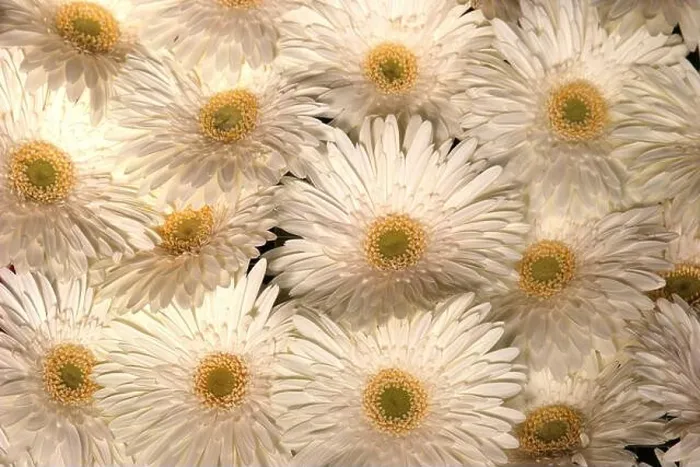 Framed Print : Gerberas at Flower market in Zagreb, Croatia Framed Print : Gerberas at Flower market in Zagreb, Croatia
