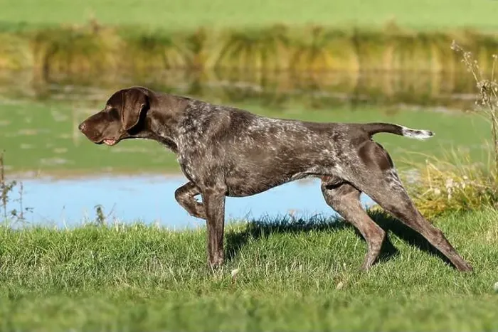Framed Print : German Shorthaired Pointer. Male, 21 months old, standing in front of game birds (in classic point stance). Germany Framed Print : German Shorthaired Pointer. Male, 21 months old, standing in front of game birds (in classic point stance). Germany