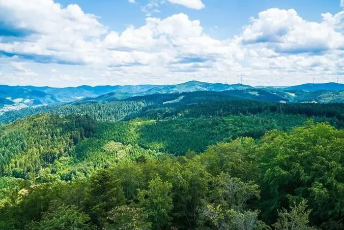 Framed Print : Germany, Aerial panorama nature landscape view above schwarzwald tree tops Framed Print : Germany, Aerial panorama nature landscape view above schwarzwald tree tops