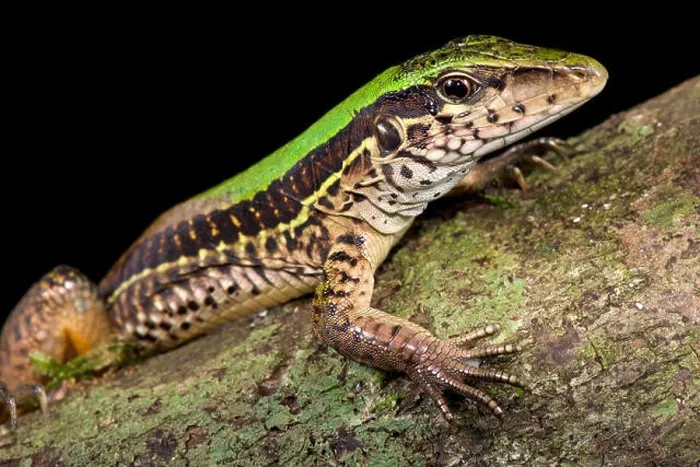Framed Print : Giant ameiva, Ameiva ameiva Framed Print : Giant ameiva, Ameiva ameiva