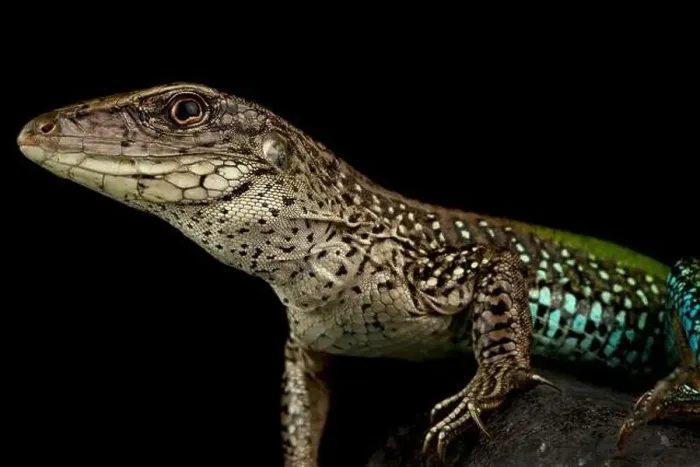 Framed Print : giant ameiva (Ameiva ameiva) Framed Print : giant ameiva (Ameiva ameiva)