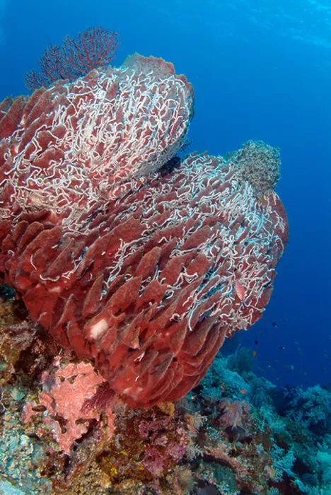Framed Print : Giant Barrel Sponge in Raja Ampat, Pacific Ocean Framed Print : Giant Barrel Sponge in Raja Ampat, Pacific Ocean