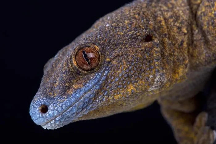 Framed Print : The Giant bronze gecko (Ailuronyx trachygaster) Framed Print : The Giant bronze gecko (Ailuronyx trachygaster)