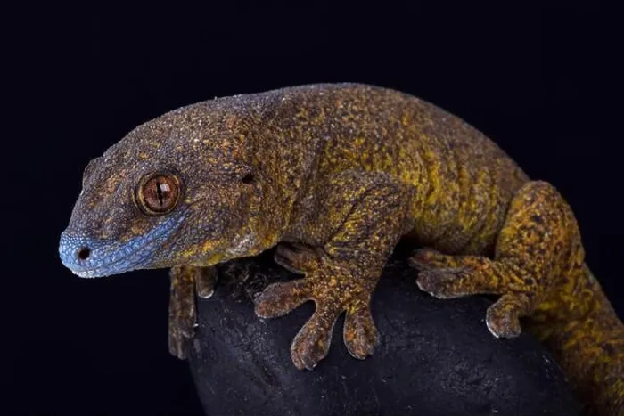 Framed Print : The Giant bronze gecko (Ailuronyx trachygaster) Framed Print : The Giant bronze gecko (Ailuronyx trachygaster)