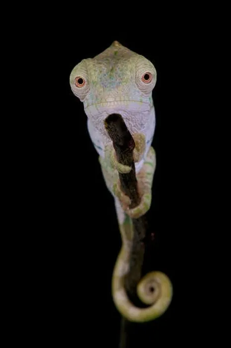Framed Print : Giant Chameleon / Calumma parsonii Framed Print : Giant Chameleon / Calumma parsonii