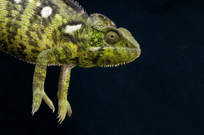 Framed Print : Giant chameleon / Furcifer oustaleti Framed Print : Giant chameleon / Furcifer oustaleti