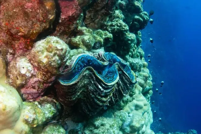 Framed Print : Giant clam - critically endangered in Red Sea near Marsa Alam, Egypt Framed Print : Giant clam - critically endangered in Red Sea near Marsa Alam, Egypt