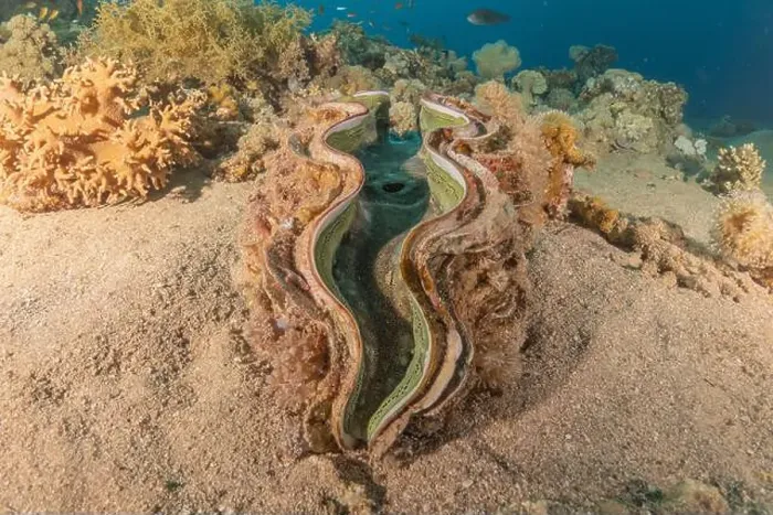 Framed Print : Giant Clam in the Red Sea Colorful and beautiful, Eilat Israel Framed Print : Giant Clam in the Red Sea Colorful and beautiful, Eilat Israel