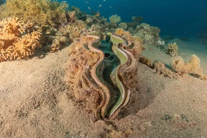Framed Print : Giant Clam in the Red Sea Colorful and beautiful, Eilat Israel Framed Print : Giant Clam in the Red Sea Colorful and beautiful, Eilat Israel
