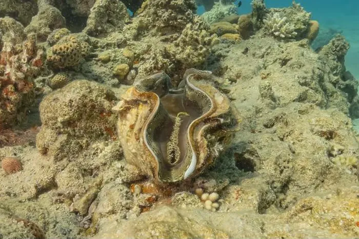 Framed Print : Giant Clam in the Red Sea Colorful and beautiful, Eilat Israel Framed Print : Giant Clam in the Red Sea Colorful and beautiful, Eilat Israel