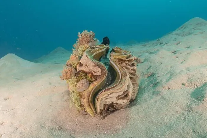 Framed Print : Giant Clam in the Red Sea Colorful and beautiful, Eilat Israel Framed Print : Giant Clam in the Red Sea Colorful and beautiful, Eilat Israel