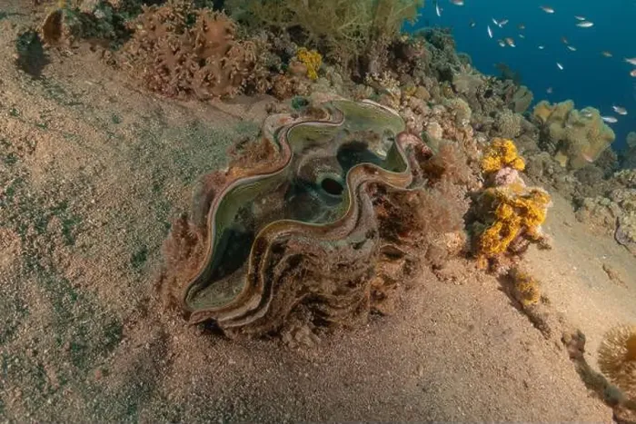 Framed Print : Giant Clam in the Red Sea Colorful and beautiful, Eilat Israel Framed Print : Giant Clam in the Red Sea Colorful and beautiful, Eilat Israel