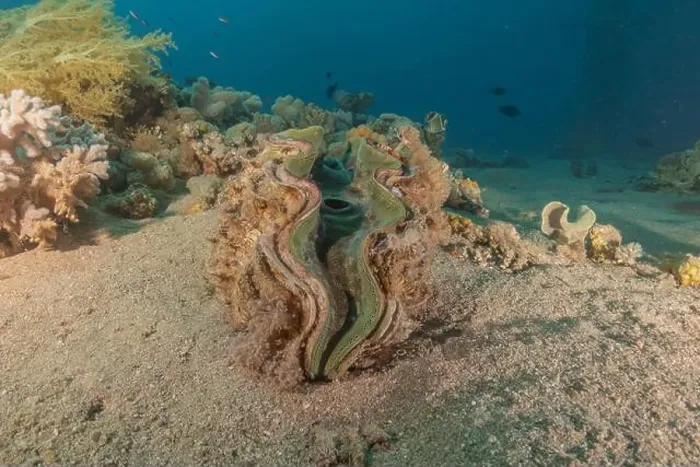 Framed Print : Giant Clam in the Red Sea Colorful and beautiful, Eilat Israel Framed Print : Giant Clam in the Red Sea Colorful and beautiful, Eilat Israel