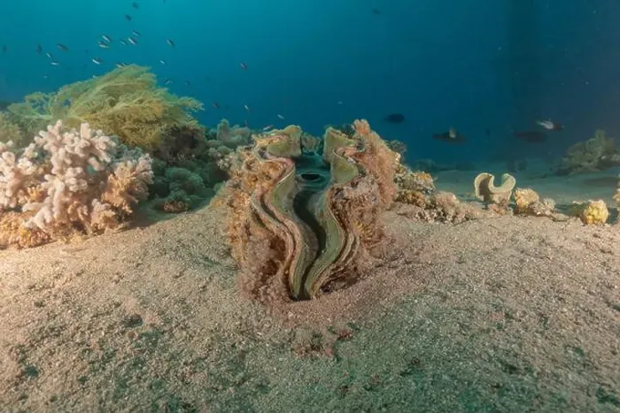Framed Print : Giant Clam in the Red Sea Colorful and beautiful, Eilat Israel Framed Print : Giant Clam in the Red Sea Colorful and beautiful, Eilat Israel